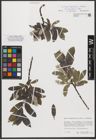 Foto von Salix stipulifera Flod. ex Häyrén